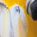 Montana Acetone Cap Cleaner graffitie weghalen