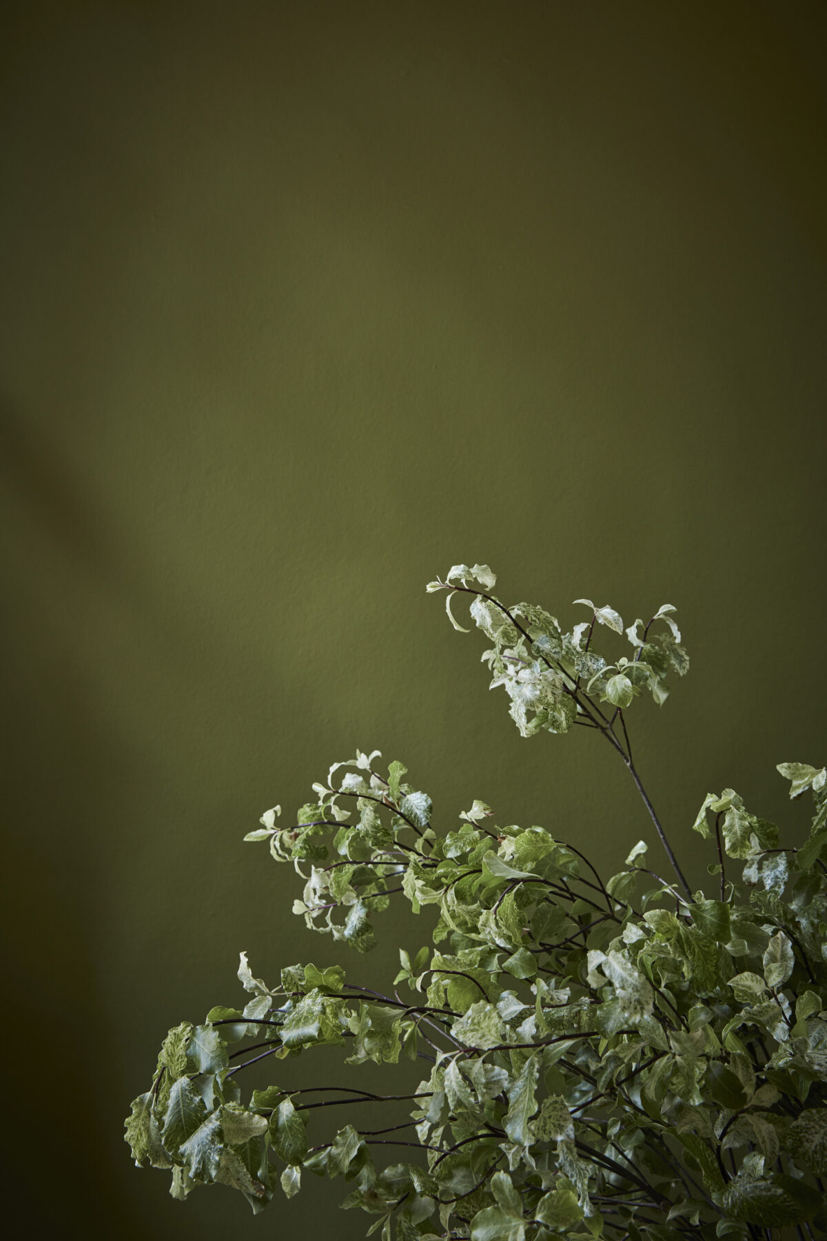 Little Green  Citrine 71