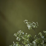 Little Green  Citrine 71