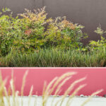 Little Green  Knightsbridge 215, Carmine 189